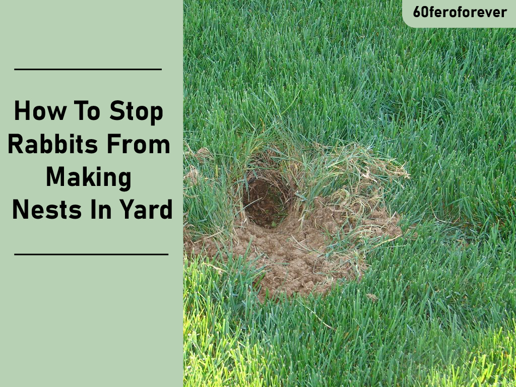 How To Stop Rabbits From Making Nests In Yard